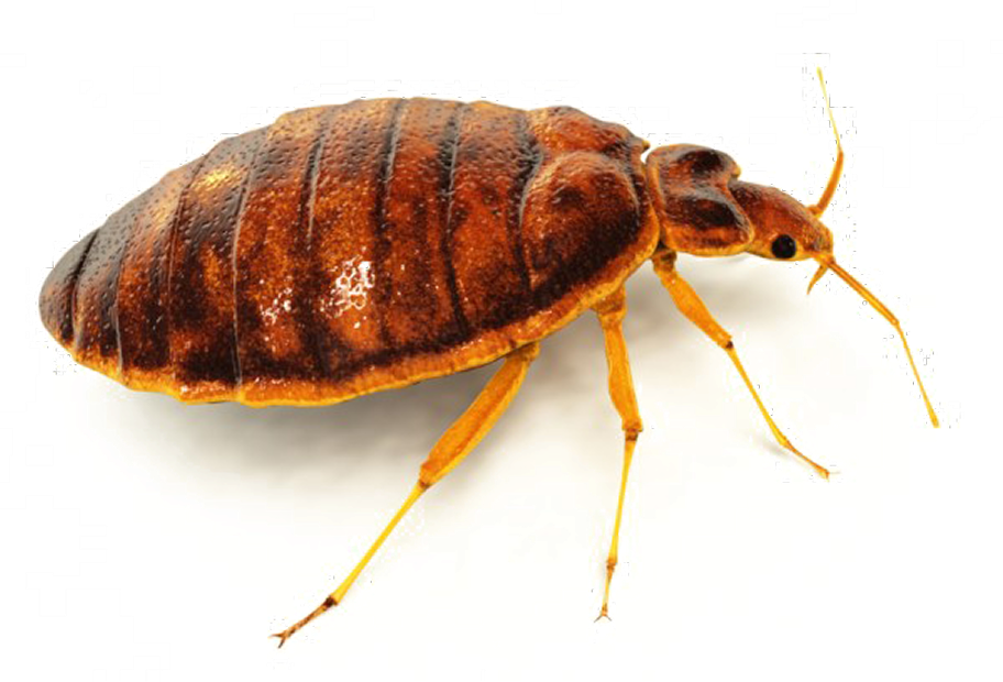 bed-bug